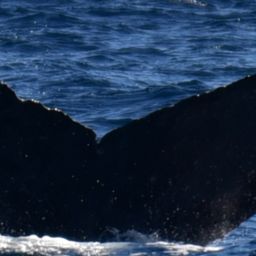 Fluke of HW-MN0521943