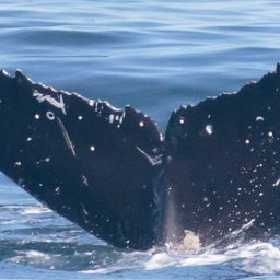Fluke of CRC-20525
