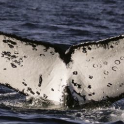 Fluke of CRC-20346