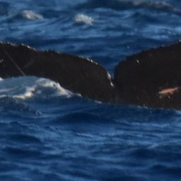 Fluke of CRC-20128