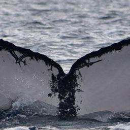 Fluke of CRC-23105