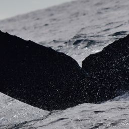 Fluke of FIBB-5BB1367