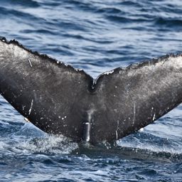 Fluke of Comet