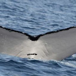 Fluke of CRC-20127