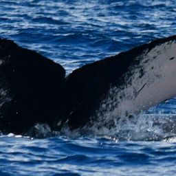 Fluke of HW-MN0521968