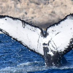 Fluke of CRC-20527
