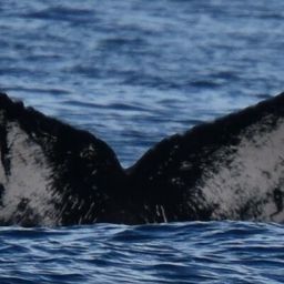 Fluke of HW-MN0521986