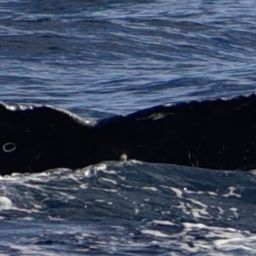 Fluke of HW-MN0522008