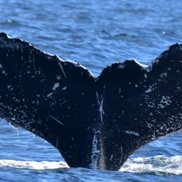 Fluke of CRC-23104