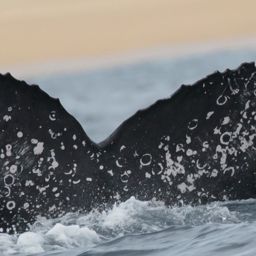Fluke of CRC-23217