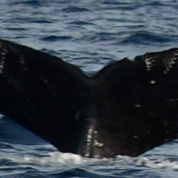 Fluke of SEAK-5382