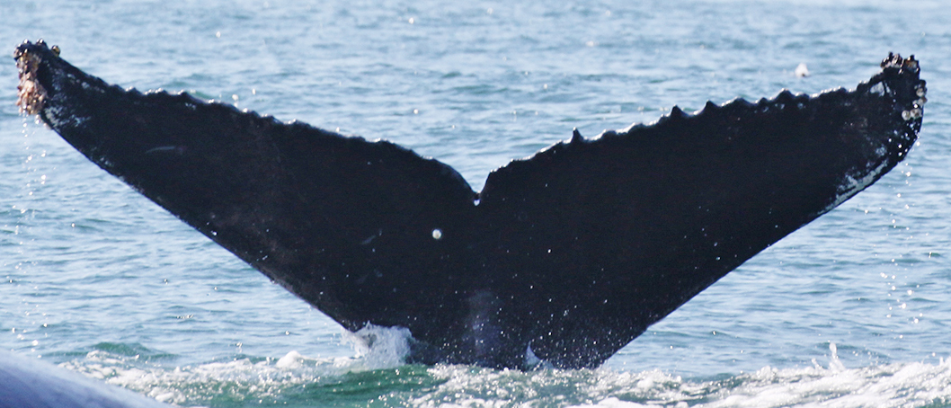 Fluke of CRC-9047