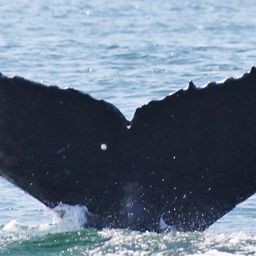 Fluke of CRC-9047