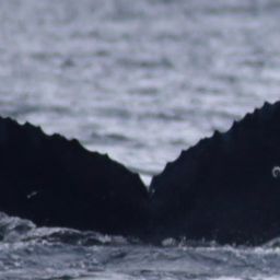 Fluke of HW-MN0522032