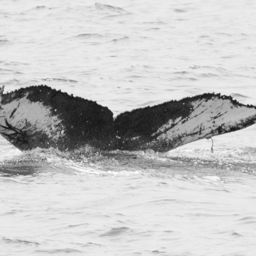 Fluke of CRC-16826