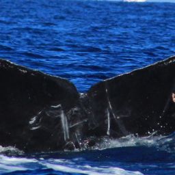 Fluke of CRC-19494