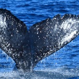 Fluke of HW-MN0522081