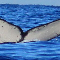Fluke of HW-MN0522082