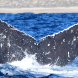 Fluke of CRC-20843