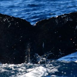 Fluke of HW-MN0522084