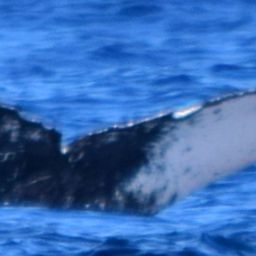Fluke of HW-MN0522085
