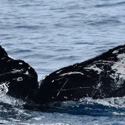 Fluke of CRC-21317