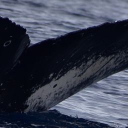 Fluke of HW-MN0522095