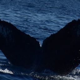 Fluke of CRC-20126