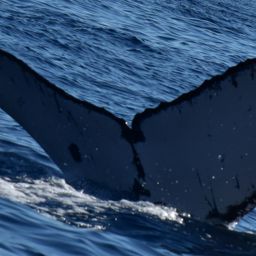 Fluke of HW-MN0522106
