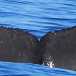Fluke of HW-MN0522108