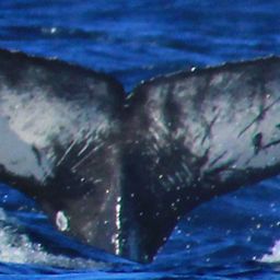 Fluke of CRC-21318