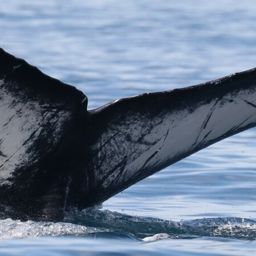 Fluke of CRC-20125