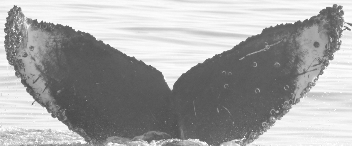 Fluke of Snowy Owl aka Trick-or-Treat