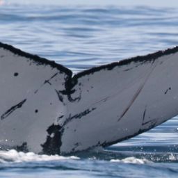 Fluke of CRC-21091