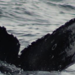 Fluke of CRC-22223