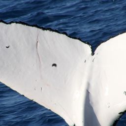 Fluke of HW-MN1101980