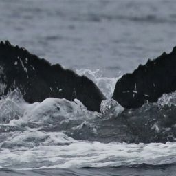 Fluke of CRC-18739