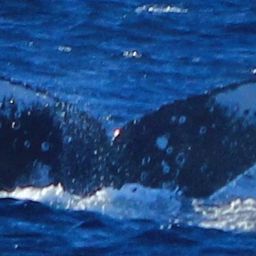 Fluke of HW-MN0522165