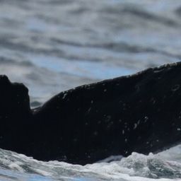 Fluke of CRC-22426