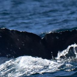 Fluke of HW-MN0522180