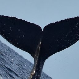 Fluke of CRC-23102