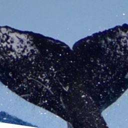 Fluke of Nini Hapu