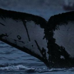 Fluke of CRC-22892