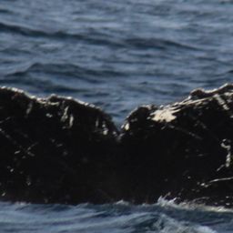 Fluke of CRC-11531