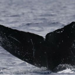 Fluke of HW-MN0522195