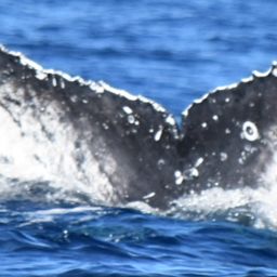 Fluke of CRC-20529