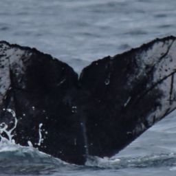 Fluke of CRC-18874