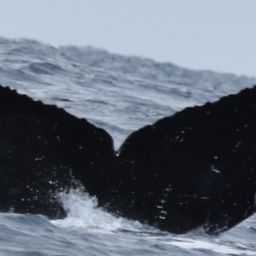 Fluke of HW-MN0522225