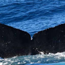 Fluke of BCX1599