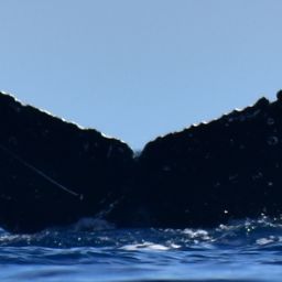 Fluke of HW-MN0522244